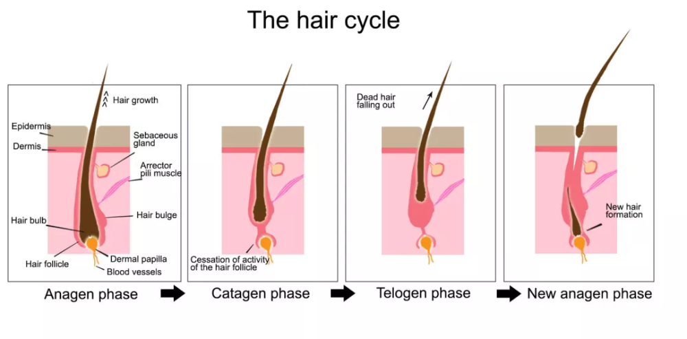 Hair Loss - Ai Beauty Clinic